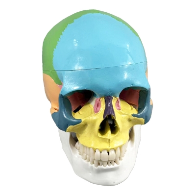 Цветная разборная модель человеческого черепа Corpo Cranium-5