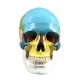 Цветная разборная модель человеческого черепа Corpo Cranium